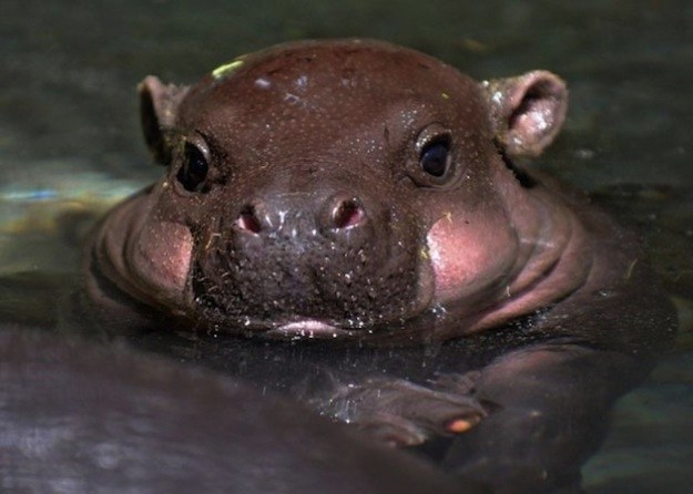 12 милых детенышей животных, которые вырастут в опасных убийц милые хищники в детстве, самые опасные хищники маленькие, детеныши опасных хищников,