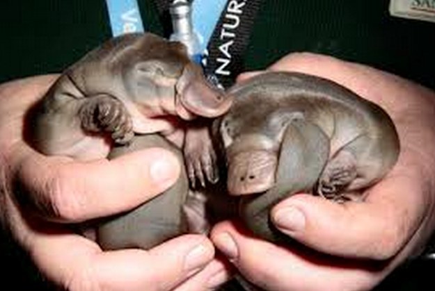 12 милых детенышей животных, которые вырастут в опасных убийц милые хищники в детстве, самые опасные хищники маленькие, детеныши опасных хищников,