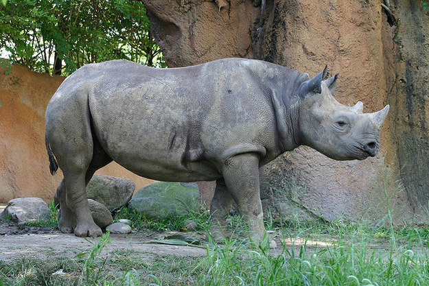 12 милых детенышей животных, которые вырастут в опасных убийц милые хищники в детстве, самые опасные хищники маленькие, детеныши опасных хищников,