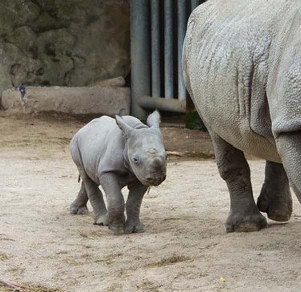 12 милых детенышей животных, которые вырастут в опасных убийц милые хищники в детстве, самые опасные хищники маленькие, детеныши опасных хищников,