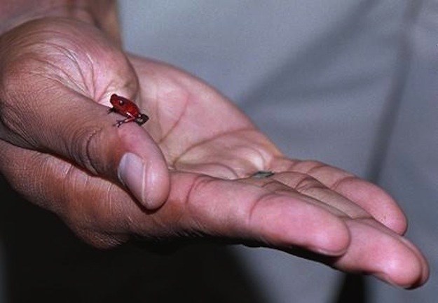 12 милых детенышей животных, которые вырастут в опасных убийц милые хищники в детстве, самые опасные хищники маленькие, детеныши опасных хищников,