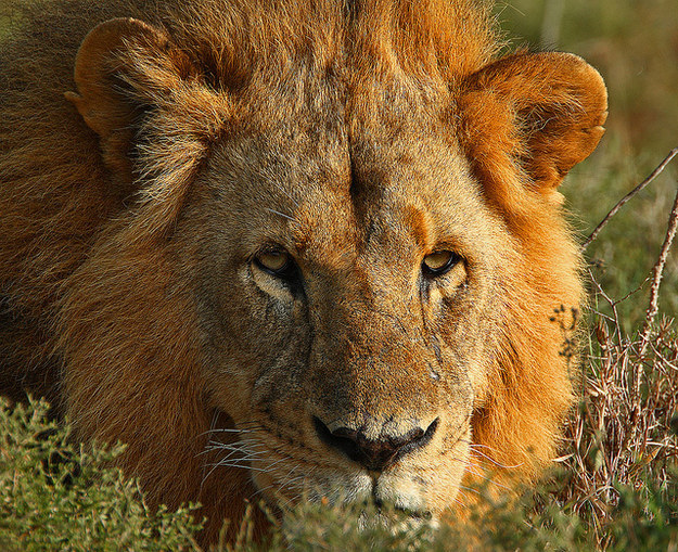 12 милых детенышей животных, которые вырастут в опасных убийц милые хищники в детстве, самые опасные хищники маленькие, детеныши опасных хищников,