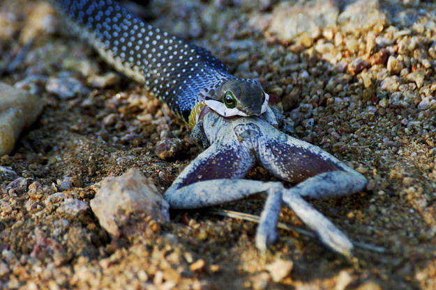 12 милых детенышей животных, которые вырастут в опасных убийц милые хищники в детстве, самые опасные хищники маленькие, детеныши опасных хищников,