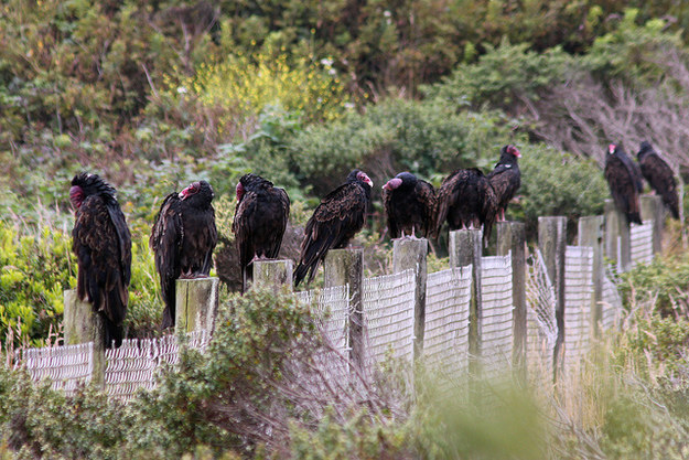 12 милых детенышей животных, которые вырастут в опасных убийц милые хищники в детстве, самые опасные хищники маленькие, детеныши опасных хищников,