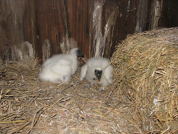 12 милых детенышей животных, которые вырастут в опасных убийц милые хищники в детстве, самые опасные хищники маленькие, детеныши опасных хищников,