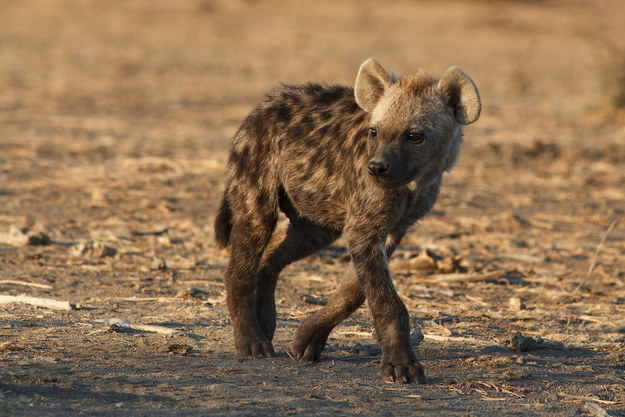 12 милых детенышей животных, которые вырастут в опасных убийц милые хищники в детстве, самые опасные хищники маленькие, детеныши опасных хищников,