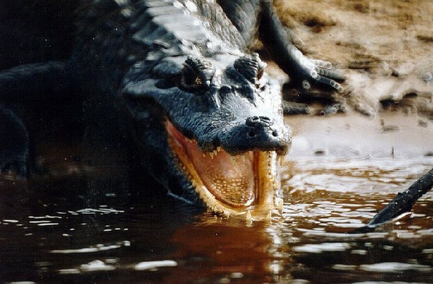 12 милых детенышей животных, которые вырастут в опасных убийц милые хищники в детстве, самые опасные хищники маленькие, детеныши опасных хищников,