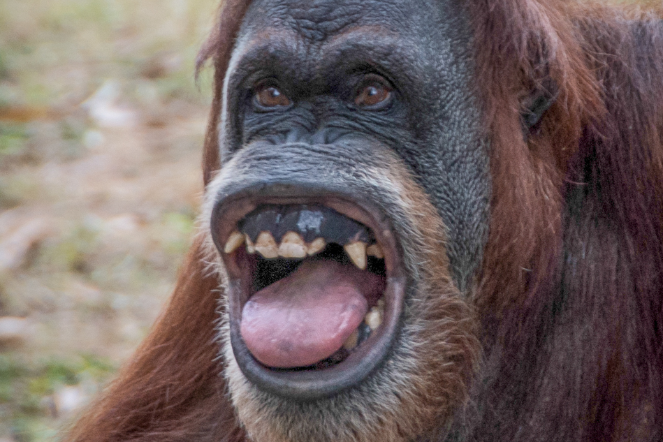 20 невероятных и поразительных фактов об окружающем мире факты об окружающем мире, удивительные факты