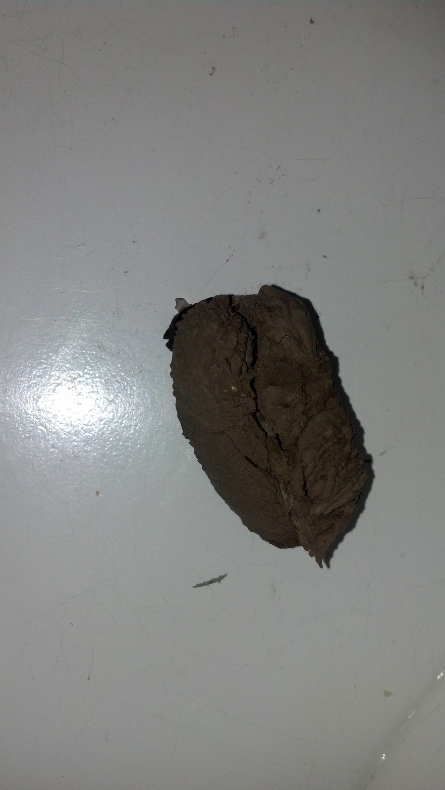 гнездо полное пауков, оса Mud dauber, нашел в доме гнездо, мертвые пауки 