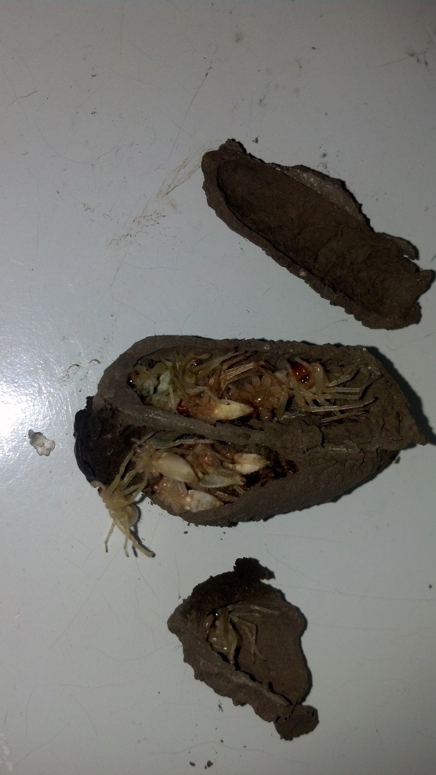 гнездо полное пауков, оса Mud dauber, нашел в доме гнездо, мертвые пауки 