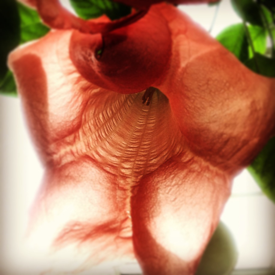 победителей конкурса IPhone, IPhone Photography Awards 2014