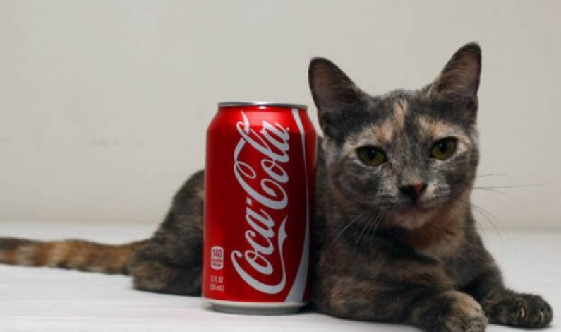 Pixel Munchkins cat, кошка Пиксель, самая низкорослая кошка, манчкин