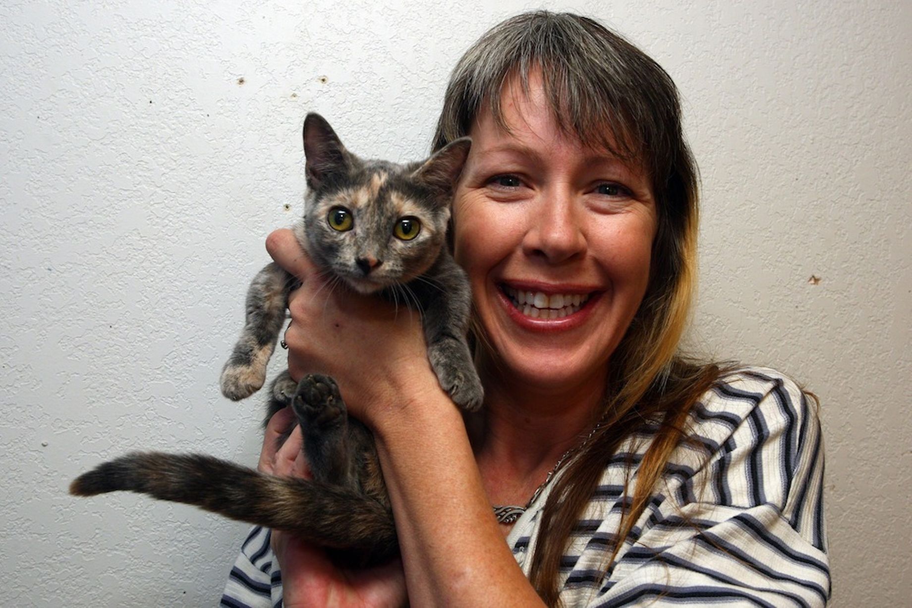 Pixel Munchkins cat, кошка Пиксель, самая низкорослая кошка, манчкин