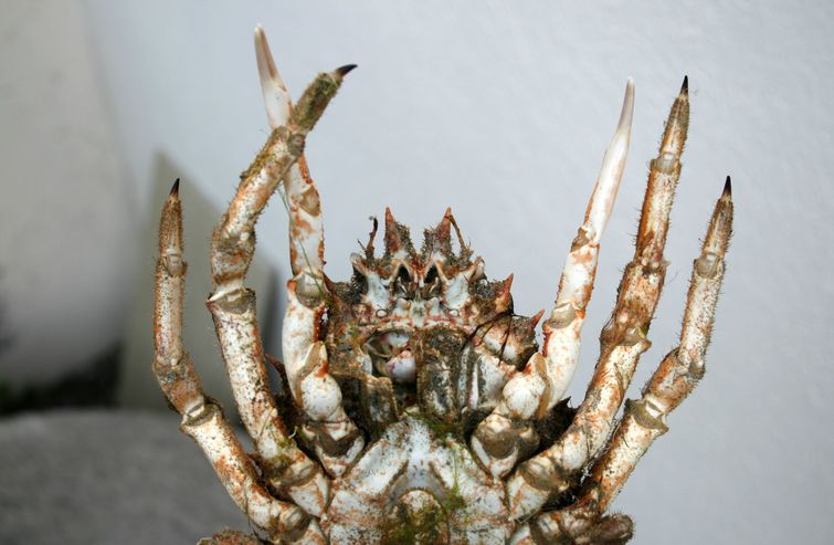 мертвые крабы берег, краб-паук Джерси берег, панцири краб-паук, краб-паук сбрасывает панцирь