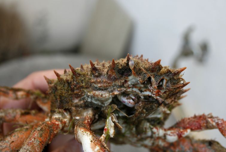 мертвые крабы берег, краб-паук Джерси берег, панцири краб-паук, краб-паук сбрасывает панцирь