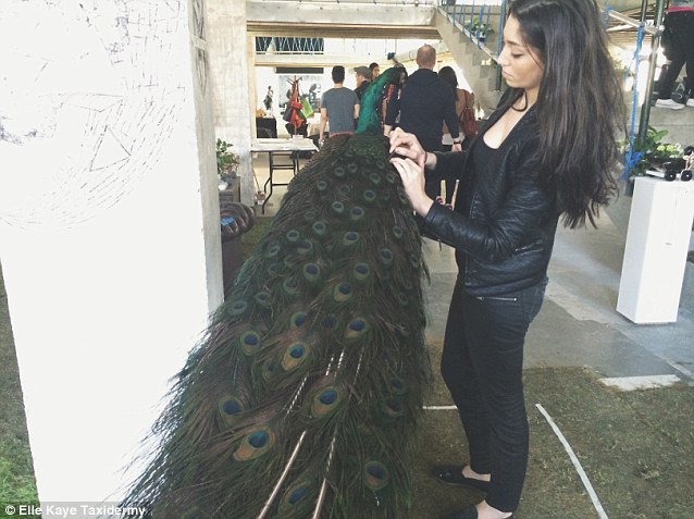 Таксидермистка съедает мясо животных, Эль Кей Elle Kaye