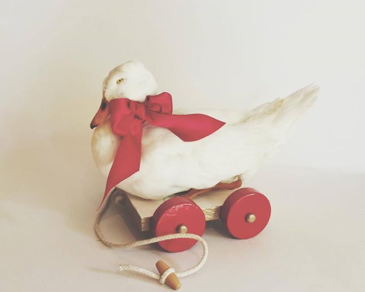 Таксидермистка съедает мясо животных, Эль Кей Elle Kaye