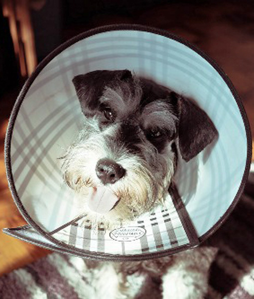 смешные пластиковые конусы собак, смешное с пластиковыми конусами, собаки конусы, смешные собаки