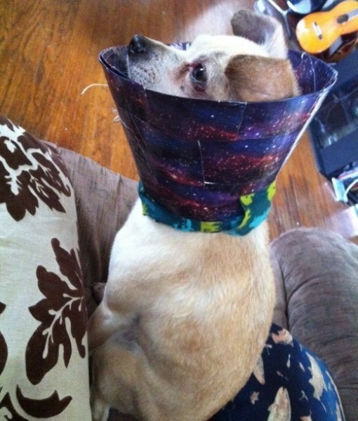 смешные пластиковые конусы собак, смешное с пластиковыми конусами, собаки конусы, смешные собаки