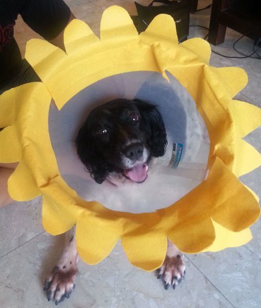 смешные пластиковые конусы собак, смешное с пластиковыми конусами, собаки конусы, смешные собаки