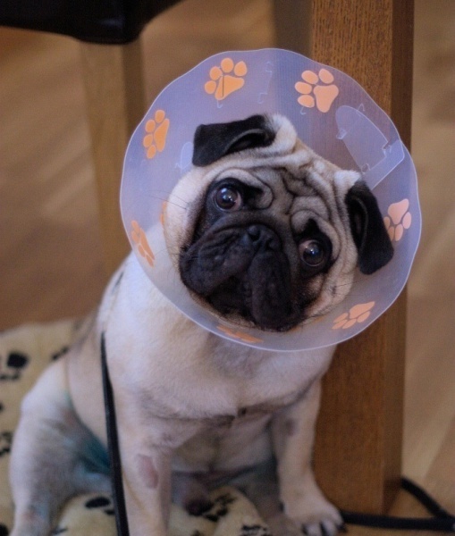 смешные пластиковые конусы собак, смешное с пластиковыми конусами, собаки конусы, смешные собаки