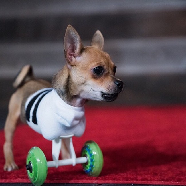 28 невероятных вещей, глядя на которые, вы бы никогда не подумали, что они были распечатаны на 3D-принтере вещи распечатанные на 3d принтере, вещи можно распечатать на 3d принтере