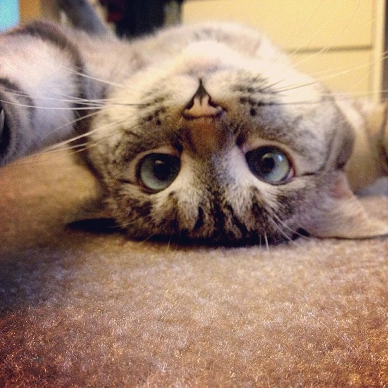 факты о глазах