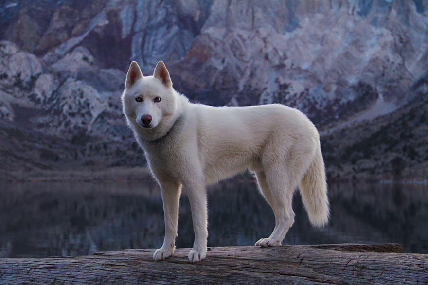 Джон Сторц, John Stortz, собака путешественник