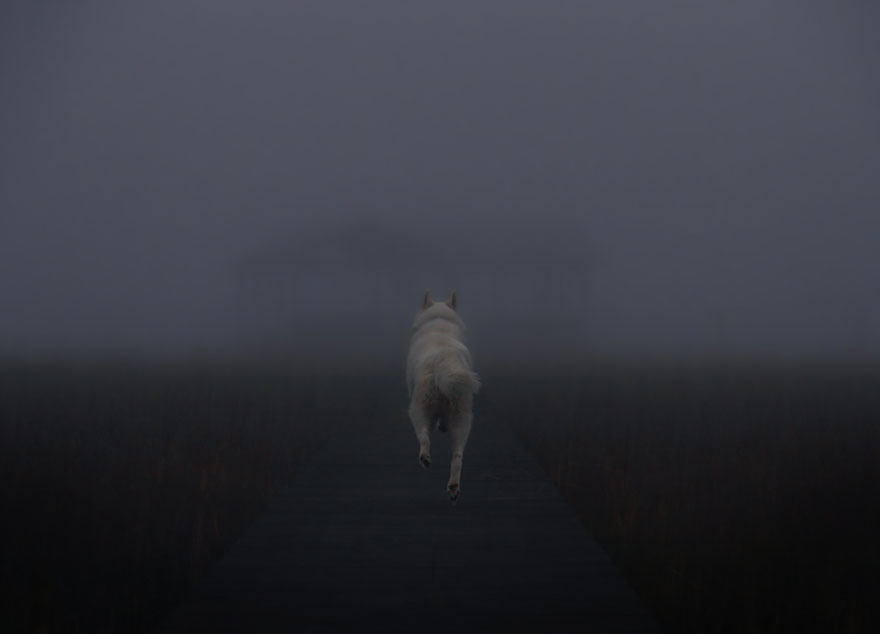 Джон Сторц, John Stortz, собака путешественник