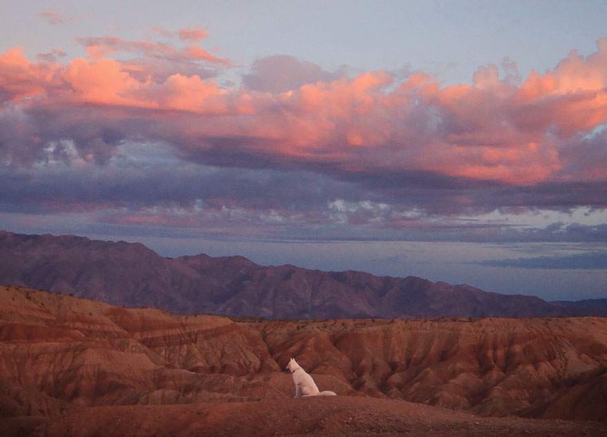 Джон Сторц, John Stortz, собака путешественник
