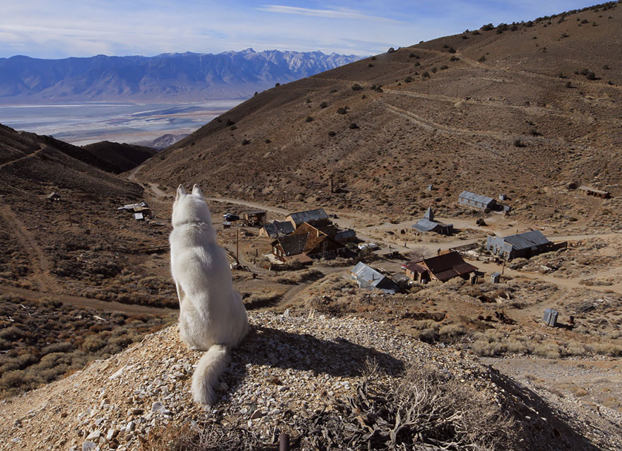 Джон Сторц, John Stortz, собака путешественник