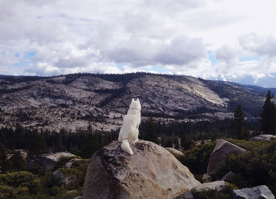 Джон Сторц, John Stortz, собака путешественник