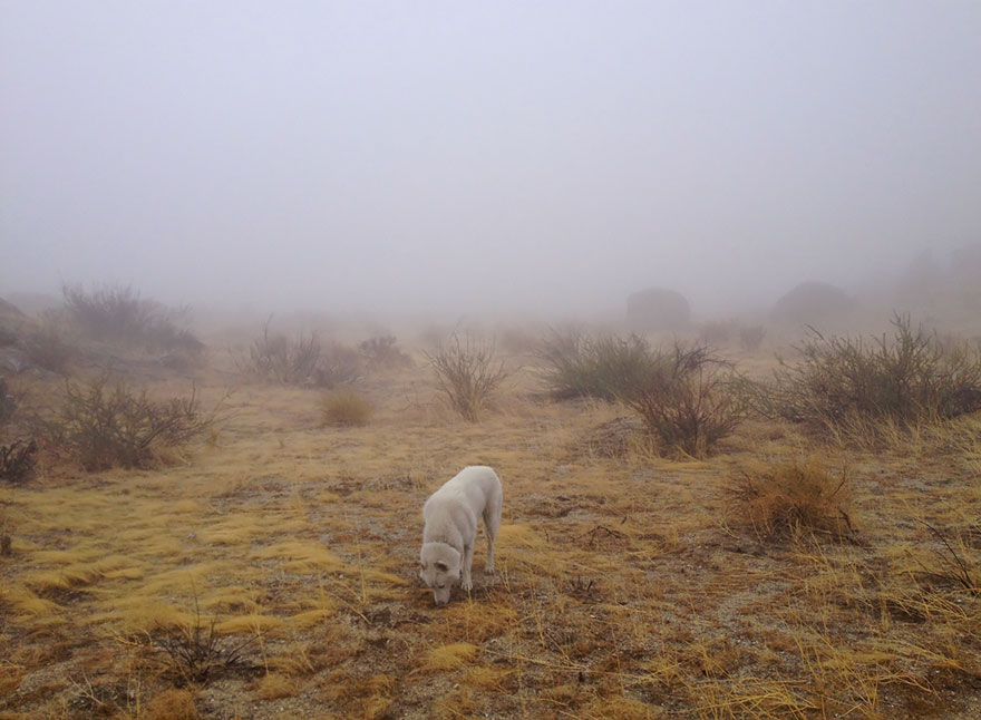 Джон Сторц, John Stortz, собака путешественник