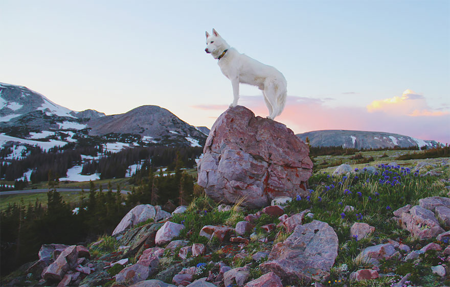 Джон Сторц, John Stortz, собака путешественник