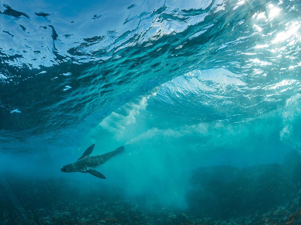 National Geographic за ноябрь 2014, лучшие фотографии National Geographic