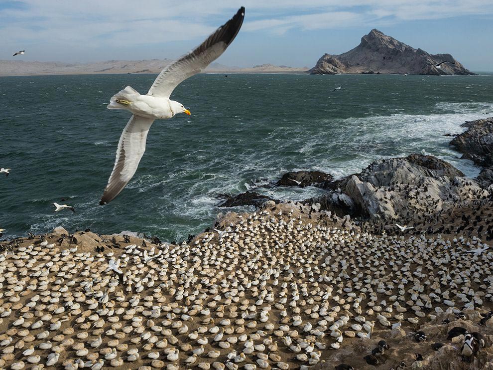 National Geographic за ноябрь 2014, лучшие фотографии National Geographic