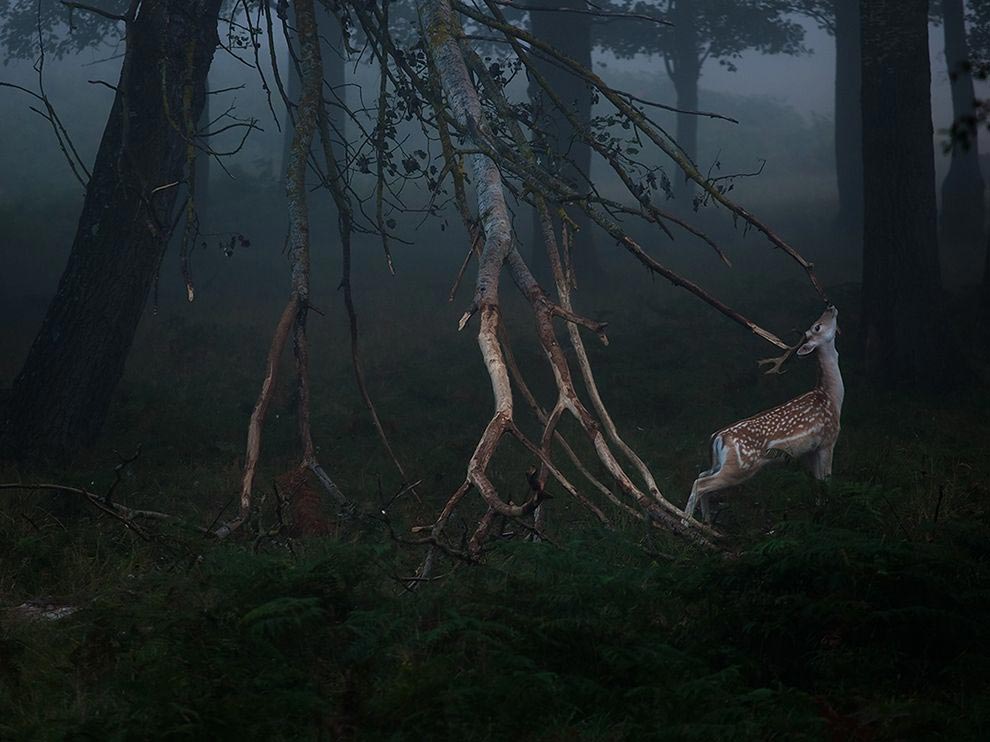 National Geographic за ноябрь 2014, лучшие фотографии National Geographic