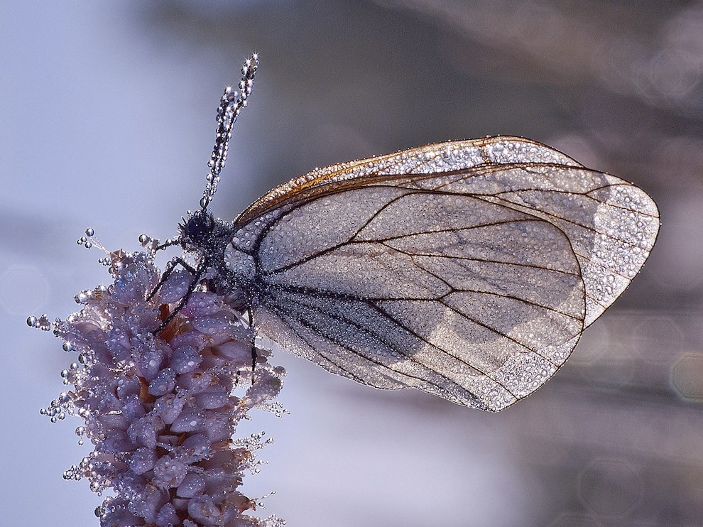 National Geographic за ноябрь 2014, лучшие фотографии National Geographic