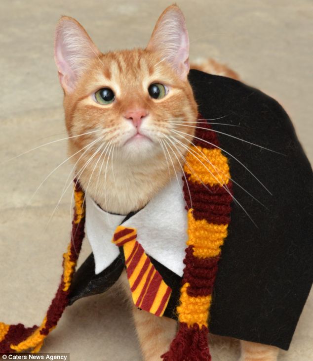 косоглазый кот Джарвис, рыжий кот