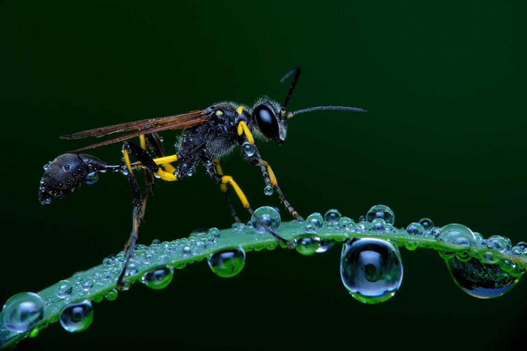 Финалисты 11-го ежегодного фотоконкурса Smithsonian Magazine 2014 Финалисты Smithsonian Magazine 2014