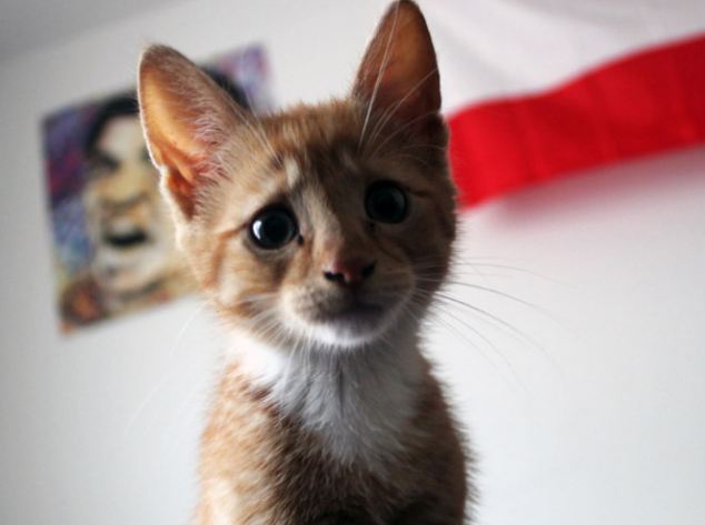 печальные коты, грустные коты, жалостные коты