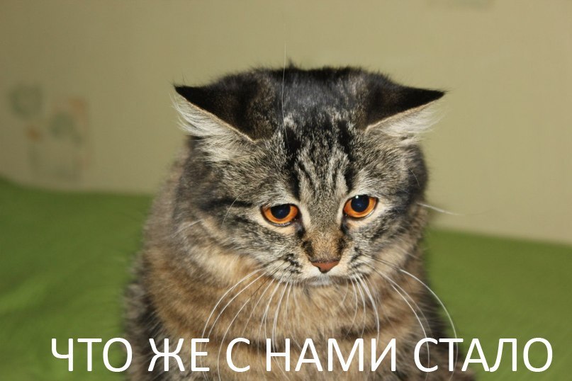 печальные коты, грустные коты, жалостные коты