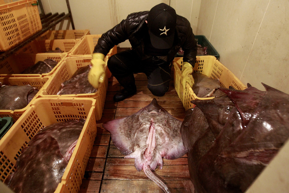 тухлая рыба, тухлое мясо ската, корейская кухня, Hongeohoe, корейский деликатес