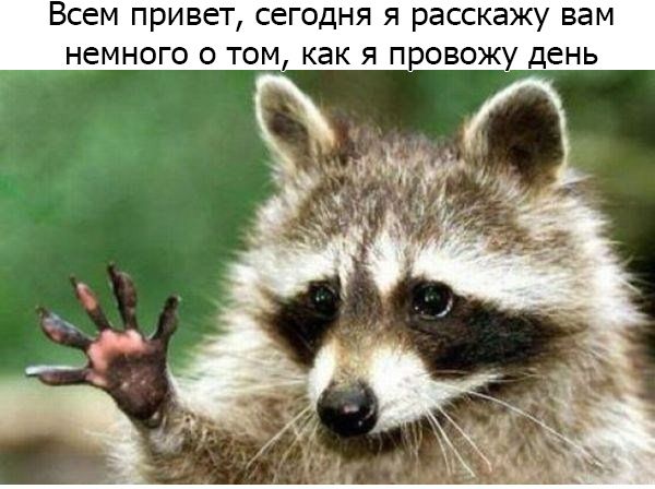 Один день из жизни енота, рассказанный самим енотом один день из жизни енота, день енота, рассказывает енот, как проводит день енот