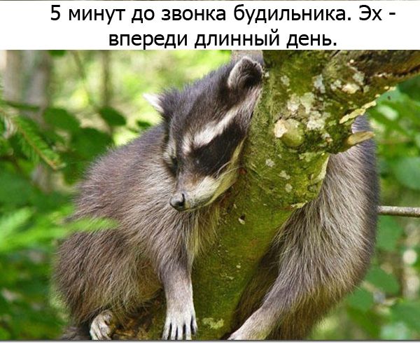 Один день из жизни енота, рассказанный самим енотом один день из жизни енота, день енота, рассказывает енот, как проводит день енот