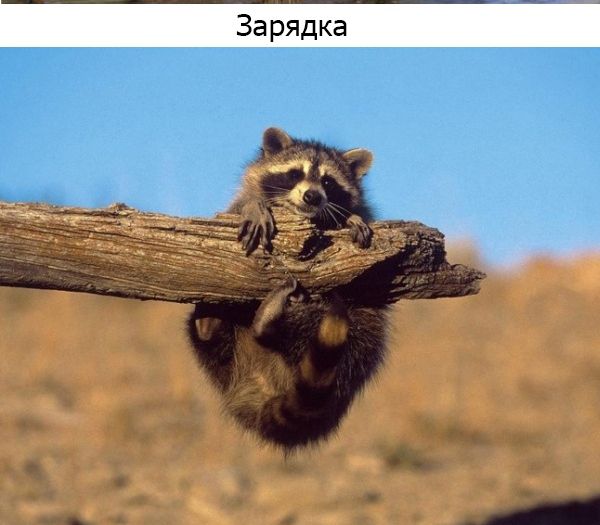 Один день из жизни енота, рассказанный самим енотом один день из жизни енота, день енота, рассказывает енот, как проводит день енот