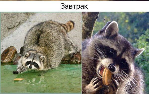 Один день из жизни енота, рассказанный самим енотом один день из жизни енота, день енота, рассказывает енот, как проводит день енот