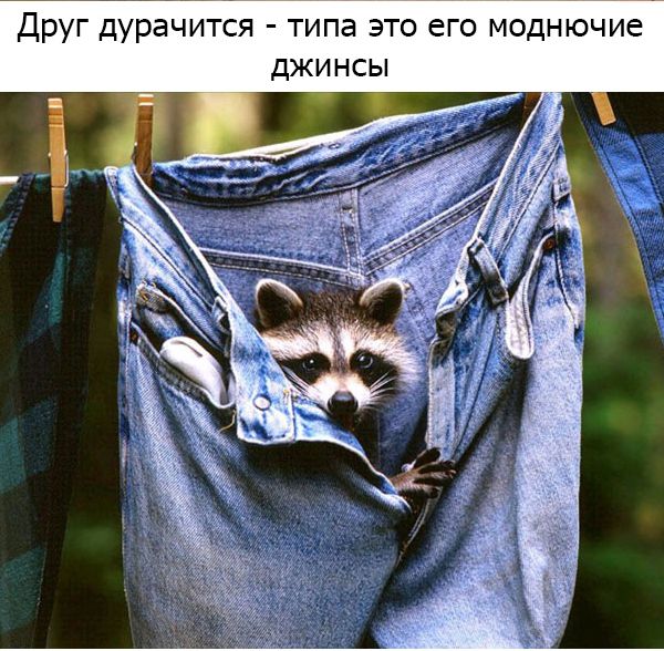 Один день из жизни енота, рассказанный самим енотом один день из жизни енота, день енота, рассказывает енот, как проводит день енот