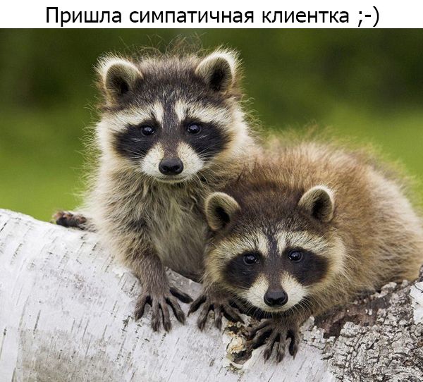 Один день из жизни енота, рассказанный самим енотом один день из жизни енота, день енота, рассказывает енот, как проводит день енот