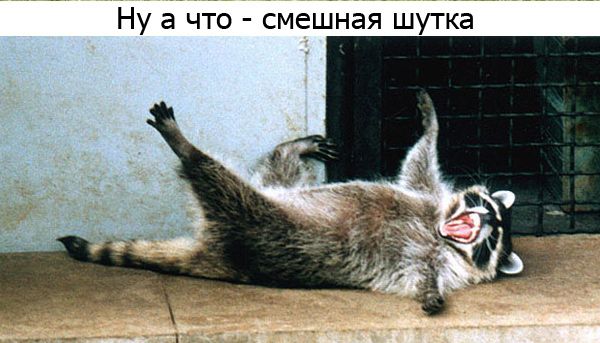 Один день из жизни енота, рассказанный самим енотом один день из жизни енота, день енота, рассказывает енот, как проводит день енот